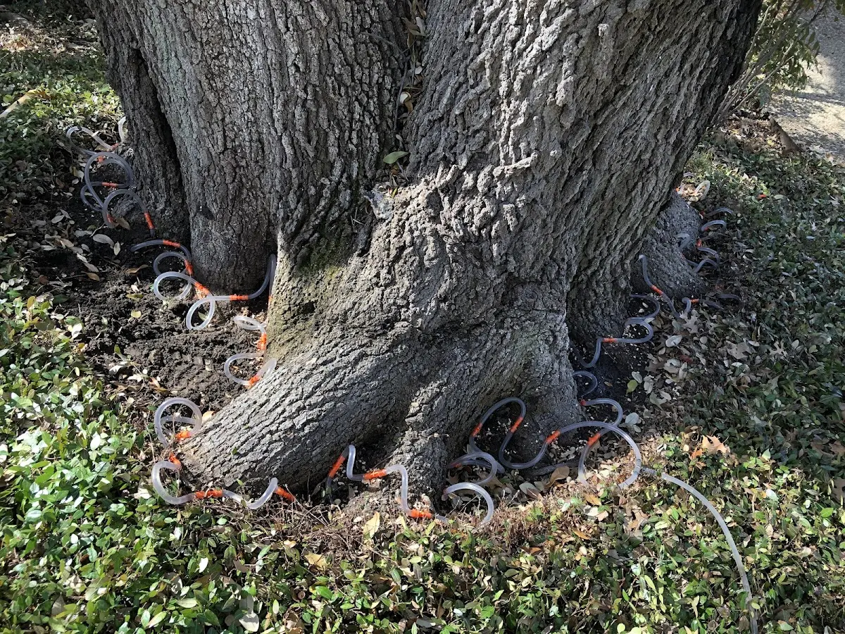 Detailed Tree Cabling and Bracing job site in Brice