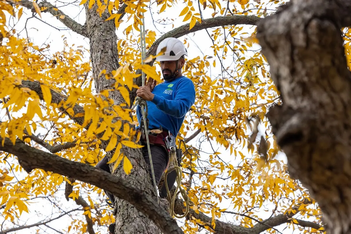 Skilled Tree Pruning crew working in Brice